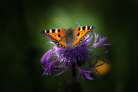 Foto von Kleinem Fuchs (Schmetterling) auf Blüte